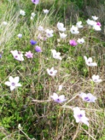 anemones
